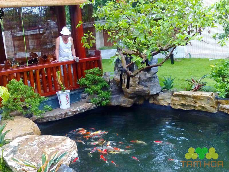 Hồ cá Koi sân thượng tối ưu diện tích