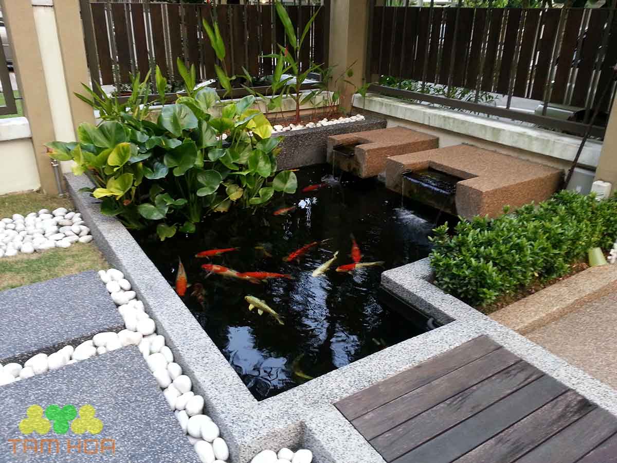 Hồ cá Koi sân thượng thiết kế độc đáo
