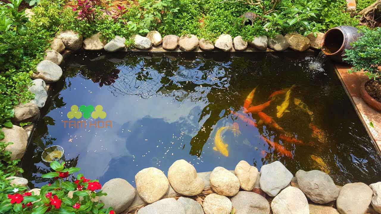 Hồ cá Koi sân thượng thiết kế độc lạ