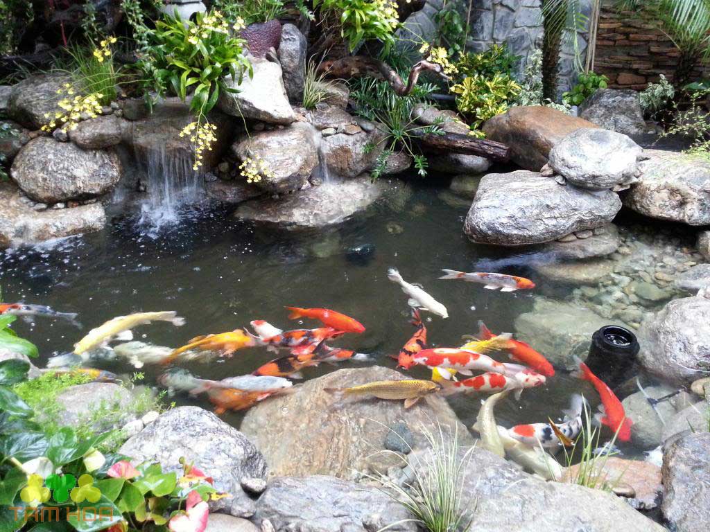 Hồ cá Koi sân thượng điều hòa không khí