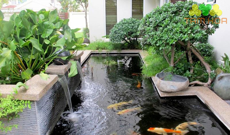 Hồ cá Koi sân thượng tăng giá trị ngôi nhà