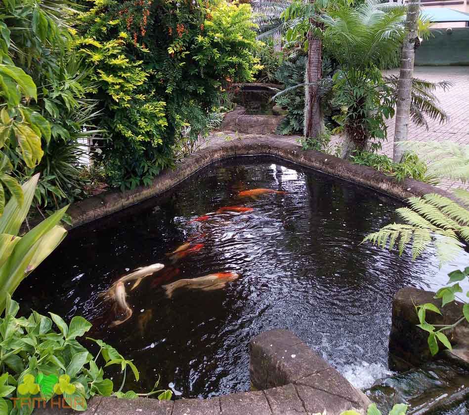 Tiểu cảnh hồ cá Koi kết hợp non bộ, cây xanh