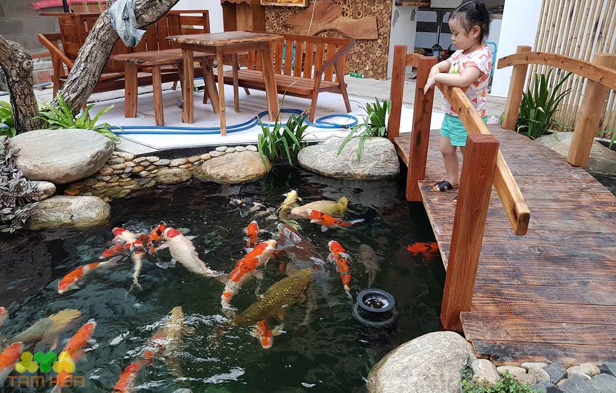 Tiểu cảnh hồ cá Koi màu sắc ảnh hưởng đến phong thủy ngôi nhà