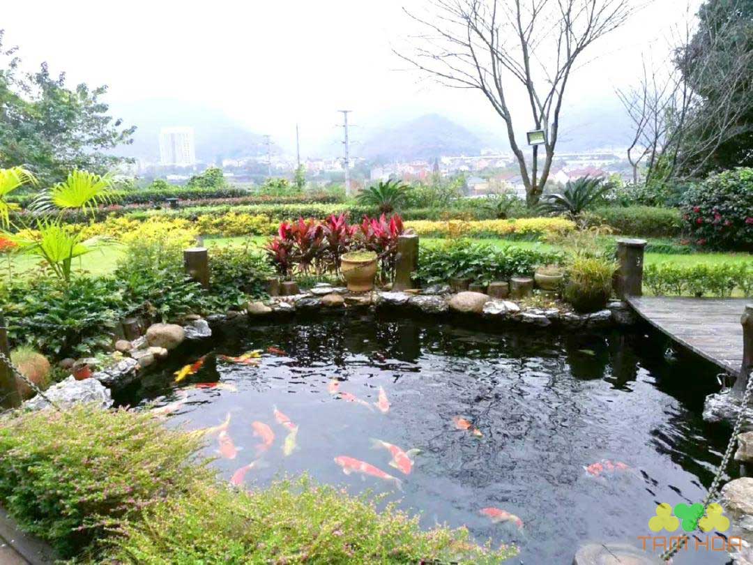 Tiểu cảnh hồ cá Koi kết hợp cây xanh