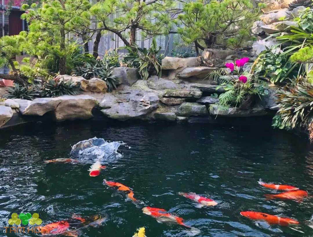 Tiểu cảnh hồ cá Koi tạo cảnh quan xanh