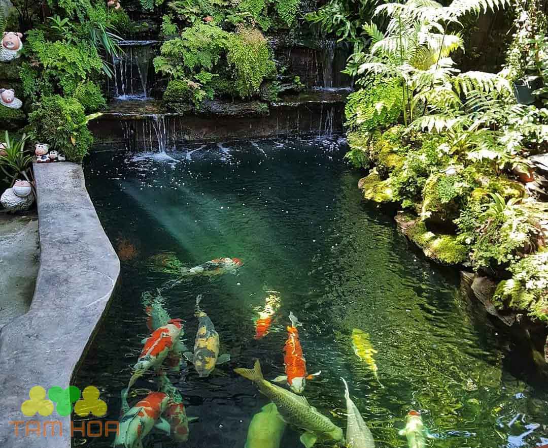 Tiểu cảnh hồ cá Koi tạo không gian nghỉ dưỡng