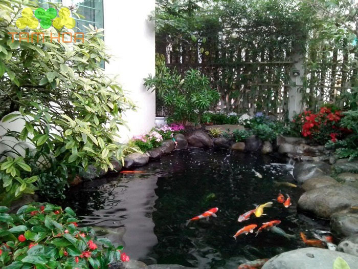 Tiểu cảnh hồ cá Koi mang đến làn gió mát