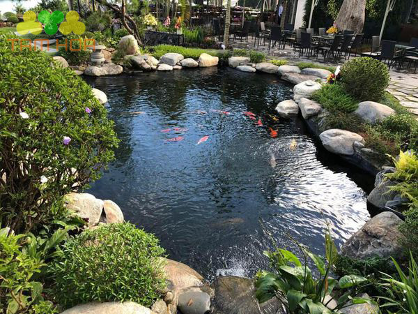 Tiểu cảnh hồ cá Koi quán cafe