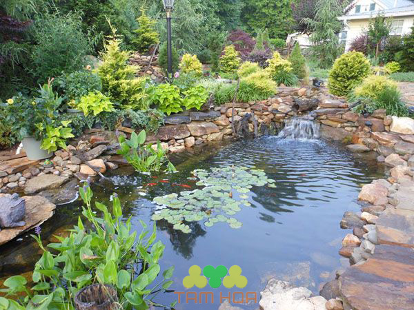Tiểu cảnh hồ cá Koi mang đến làn không khí thoáng đãng